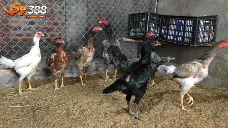 Cách điều trị bệnh CRD ở gà
